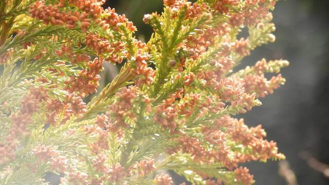 アレルギー検査の結果から考えられる花粉症の原因物質