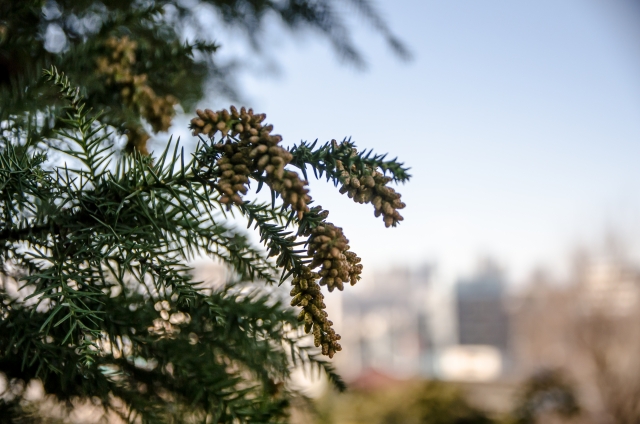 When is the hay fever season?