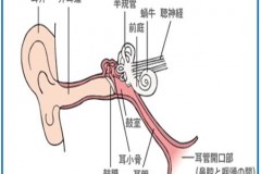 アステラス製薬 なるほど病気ガイド耳の構造