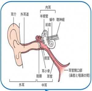 みみの構造