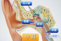 ～耳の情報サイトより～