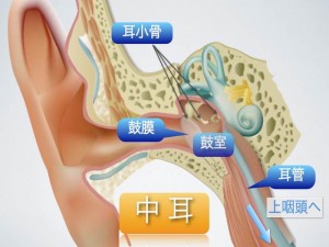 耳の情報サイト