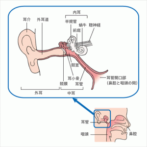 アステラス製薬なるほど病気ガイド耳の構造
