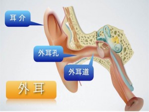 ～耳の情報サイトより～