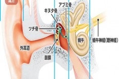 ～ふたば補聴器より一部改変～