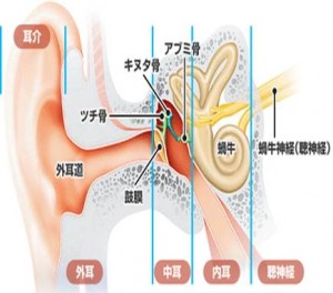 ～ふたば補聴器より一部改変～