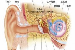 ～補聴器サービスより一部改変～