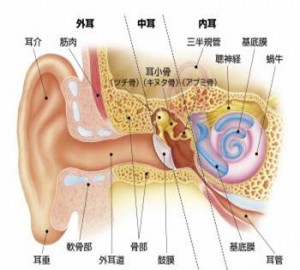 ～補聴器サービスより一部改変～