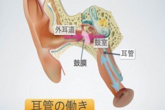 ～耳の情報サイトより～