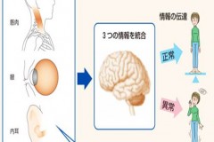 ～めまいプロより一部改編～