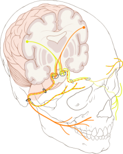 顔面神経～ウィキペディアより～
