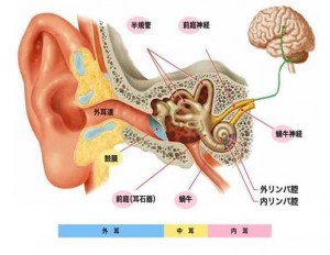 耳から脳